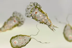 ब्रेन ईटिंग अमीबा का खतरा, जागरूकता ही बचाव