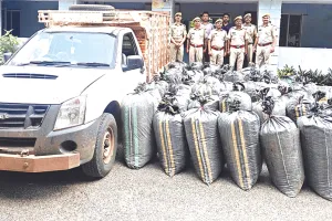 ऑपरेशन चक्रव्यूह में 1 करोड़ 60 लाख का डोडाचूरा जब्त, तस्कर की तलाश जारी 