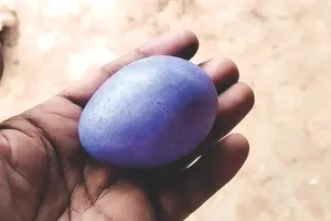 कर्नाटक के गांव में मुर्गी ने दिया नीला अंडा : पशु चिकित्सकों में रिसर्च की उत्सुकता, सैयद नूर के घर उमड़ी भीड़