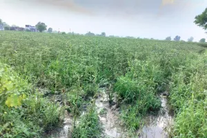 पानी में डूबी मेहनत, हर तरफ बर्बादी का मंजर