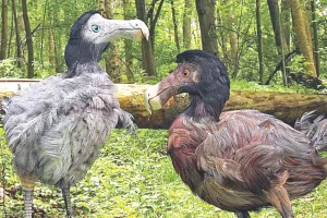 फिर से जिंदा होगा डोडो पक्षी : 300 साल पहले धरती से हो गया था लुप्त, वैज्ञानिकों का दावा