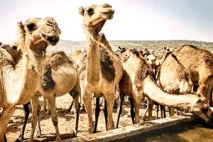 असर खबर का - अन्य राज्यों में भेजने पर लगी पाबंदी 11 साल बाद हटाई, ऊंटों की घटती संख्या पर लगेगा ब्रेक