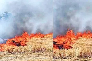 अब पराली बनी सियासत वाली