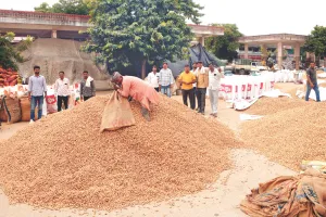 मंडियों में बंपर आवक : मूंगफली की खरीद जोरों पर, रोजाना छह हजार से अधिक आ रही बोरी, इस साल बेहतर दाना, लेकिन बारिश ने डाली खलल