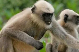 लंगूर के आतंक से ग्रामीणों में भय : हमले में 10 से अधिक लोग घायल, पकड़ने में लगा राहत दल