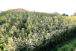 सुप्रीम कोर्ट की कमेटी ने माना, कोनोकार्पस स्वास्थ्य व पर्यावरण के लिए खतरनाक 