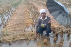 असर खबर का - किसानों की उपज की सुरक्षा के लिए तत्काल कदम उठाए, लोकसभा अध्यक्ष बिरला ने कोटा-बून्दी के जिला कलक्टरों को दिए निर्देश