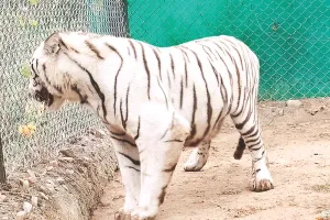 नाहरगढ़ बायोलॉजिकल पार्क : बाघ भीम टाइगर सफारी में शिफ्ट, जम्मू-कश्मीर जू से जल्द आएंगे हिमालयन ब्लैक बियर