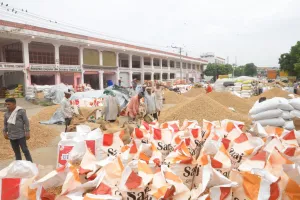 जयपुर मंडी में मूंगफली की बंपर आवक : पिछले साल से बेहतर दाना, लेकिन बारिश ने डाली खलल