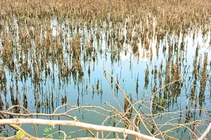 किसानों पर मौसम ने बरपा कहर : बेमौसम बारिश से सोयाबीन की 60 प्रतिशत फसल नष्ट, मुआवजे की आस बाकी