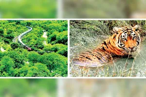 अब मजबूत होगी बाघों की नस्ल, सुधरेगा जीनपूल, इंटर स्टेट बाघ ट्रांसलोकेशन से रुकेगी इन ब्रिडिंग