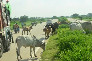 टोल वसूली पर ध्यान : संकट में हाईवे पर जान, मवेशियों को हाइवे पर आने से नहीं रोक पाया एनएचएआई