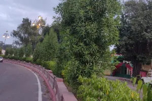 असर खबर का - वन विभाग ने राजस्थान में कोनोकार्पस को किया बैन, दूसरे सरकारी विभागों को भी इस प्रजाति के पौधे न लगाने के लिए करेगें पाबंद 