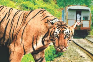 टारगेट से ज्यादा किए शिकार फिर भी पिंजरे में कैद बाघिन, रिवाइल्डिंग के नाम पर एक साल से सॉफ्ट एनक्लोजर में टाइग्रेस एमटी-7