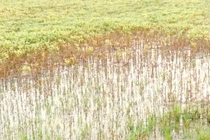 खेत जलमग्न, फसलें तबाह : किसानों में घोर निराशा, पिछले दो दिन से लगातार जारी बारिश से जनजीवन अस्त-व्यस्त