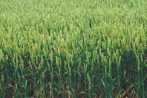 बरसात से कटाई के बाद रखी फसल खराब होने पर मिलेगा बीमा क्लेम, 72 घंटे में देनी होगी सूचना