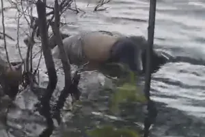 जलमहल में फिर मिली डेड बॉडी : राहगीर ने देखा, पुलिस जांच में जुटी; सुरक्षा इंतजाम नदारद