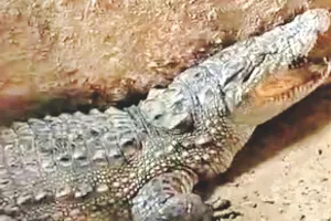 घर में घुसा 7 फीट लंबा मगरमच्छ : रातभर पलंग के नीचे छिपा बैठा रहा, सुबह नजर आते ही मचा हड़कम्प