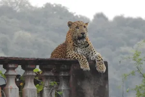 झालाना में ‘फुल’ है वाइल्ड लाइफ का रोमांच :  टूरिस्ट सीजन में दिखा लेपर्ड का जलवा, छुट्टियों में झालाना लेपर्ड रिजर्व में उमड़े पर्यटक