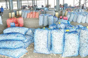 लहसुन के गिरते दामों ने तोड़ी किसानों की कमर  : लागत भी नहीं निकल पा रही, दीपावली से पहले गहराया संकट 