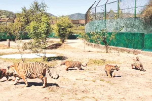 नाहरगढ़ बायोलॉजिकल पार्क : शेर शावक शेरा का मनाया जन्मदिन, साढ़े पांच माह बाद शावकों ने कराल क्षेत्र से डिस्प्ले एन्क्लोजर में रखा कदम
