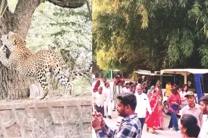 नाहरगढ़ जैविक उद्यान : 2208 पर्यटकों ने किया भ्रमण, 217 पर्यटकों ने की लायन और टाइगर सफारी