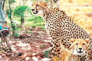 चीता लाने से पहले शेरगढ़ सेंचुरी में जैव विविधता का होगा वैज्ञानिक विश्लेषण, सेंचुरी में कीट-पतंगों से दीमक तक पर होगी रिसर्च 