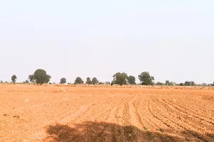 दबंगों की मनमानी : पशुओं के चरने की जमीन पर उगा रहे फसलें, जखोनी में चारागाह भूमि पर हो रहे अतिक्रमण का मामला 