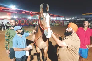 पुष्कर पशु मेला 2025 : एक करोड़ की नगीना ने जीता अश्व प्रेमियों का दिल, 63 इंच से अधिक लंबाई की मारवाड़ी नस्ल 