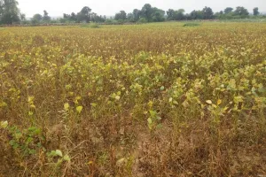 क्लेम के बावजूद नहीं मिला मुआवजा, प्राकृतिक आपदा से परेशान किसान बोले– बीमा योजना बन गई छलावा