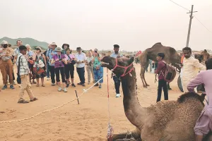 पुष्कर पशु मेला परवान चढ़ा : देशी-विदेशी पर्यटकों को लुभा रहीं अश्व और ऊंटों की अठखेलियां, पशुओं के खान-पान को पर्यटक कर रहे कैमरे में कैद