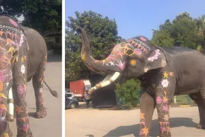 उदयपुर की रॉयल वेडिंग के लिए जयपुर से पहुंचा हाथी बाबू : स्पेशल डिमांड पर बाबू, प्राकृतिक रंगों और खास गहनों से सजेगा