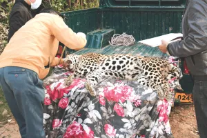 जंगल में मिला पैंथर का शव : पोस्टमार्टम रिपोर्ट से होगा मौत के कारणों का खुलासा, वन विभाग ने शव दफनाया