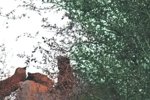 झालाना लेपर्ड रिजर्व में दिखे फ्लोरा के तीन शावक, रेंजर शेखावत बोले जोन एक और दो में लगातार हो रही लेपर्ड्स की साइटिंग