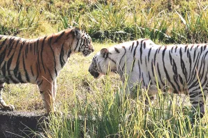 नाहरगढ़ जैविक उद्यान में आए दो हजार से अधिक विजिटर्स, व्हाइट टाइगर भी पर्यटकों के आकर्षण का केन्द्र 