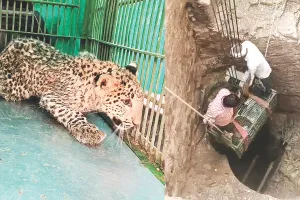 दो दिन से कुएं में फंसा था शावक : 70 फीट सूखे गहरे कुंए में उतरकर किया रेस्क्यू, लेपर्ड शावक का स्वास्थ्य परीक्षण