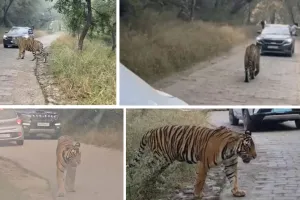 रणथम्भौर में त्रिनेत्र गणेश मंदिर मार्ग पर आया बाघ : गाड़ियों के बीच घूमता रहा बाघिन का नर शावक, श्रद्धालुओं में हडकंप