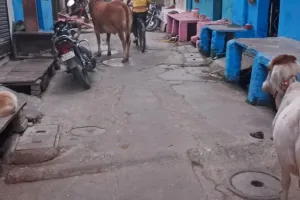 कोटा दक्षिण वार्ड 38 - सीवरेज के चैंबर व क्षतिग्रस्त रोड बना परेशानी, वार्ड में अभी चल रहे विभिन्न निर्माण कार्य