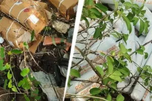 फरीदाबाद पुलिस और जम्मू-कश्मीर पुलिस ने संयुक्त अभियान में भारी विस्फोटक किया बरामद, आरोपी मुजम्मिल गिरफ्तार, जांच जारी 