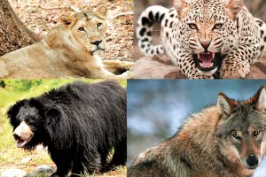 असर खबर का - नवज्योति इम्पेक्ट : राजस्थान में पहली बार अभेड़ा बायोलॉजिकल पार्क को मिली स्पोंसरशिप, कैपटिव एनिमल स्पोंसरशिप स्कीम में कोटा को मिली सफलता 