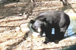 नाहरगढ़ बायोलॉजिकल पार्क में पहुंचा हिमालयन ब्लैक बियर का जोड़ा, तीन सप्ताह रखा जाएगा क्वारेंटाइन पीडियड में 