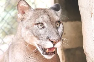 प्रदेश के वन्य जीव संरक्षित क्षेत्रों में पहली बार अलग से लेपर्ड की गणना शुरू : अनुमानित संख्या का चलेगा पता, संरक्षण की बनेगी कार्ययोजना ; जंगलों में ही प्रे-बेस उपलब्ध कराने के होंगे प्रयास
