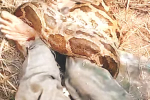 थर्मल में 12 फीट लम्बे अजगर ने मजदूर को जकड़ा : आधे घंटे तक चीखता रहा, साथियों ने लाठी-डंडों से पीटकर अजगर को किया अधमरा