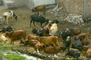 पशु पालकों के आवास खाली : शहर में डाल रखा डेरा, केडीए आवंटियों को आवासों में करवाएगा पुनर्वास