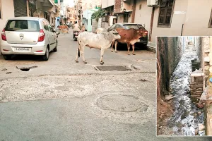 कोटा उतर वार्ड 47- कॉलोनियों में बने ऊंचे डिवाइडर व आवारा पशुओं से परेशान रहवासी, ओवरफ्लो हो रही नालियां, घरों के आगे झूल रहे तारों की समस्या 