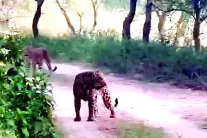 एक फ्रेम में दिखे 3 लेपर्ड : रोमांच से भर उठा आमागढ़ सफारी का नजारा, सैलानियों की सांसें थमी 
