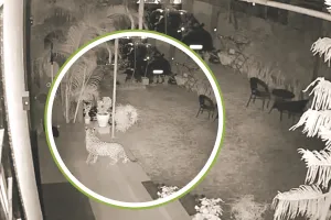 घर में लगे सीसीटीवी कैमरे में दर्ज हुआ बघेरे का मूवमेंट : डीसीएफ, एसीएफ, तीन रेंजर और दो डॉक्टरों सहित टीम ने मौके पर पहुंचकर किया सर्च 