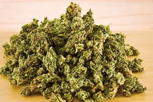 राजस्थान में नशे के खिलाफ बड़ी कार्रवाई : गांजा खेती का भंडाफोड़, शोभायात्रा में श्रद्धालु बनकर पहुंची पुलिस