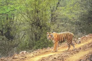 सरिस्का में बाघों को देखकर पर्यटक रोमांचित, बाघिनों ने मोहा पर्यटकों का मन 
