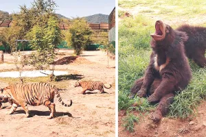 नाहरगढ़ बायोलॉजिकल पार्क : सर्दी को देखते हुए वन्यजीवों के लिए बनाया गया नया डाइट चार्ट, हीटर की भी व्यवस्था 